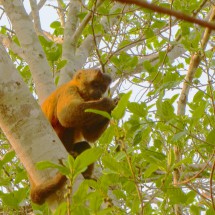 Monkey having breakfast in a tree